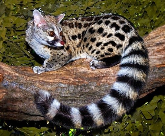 Large-spotted Genet in Tanzania
